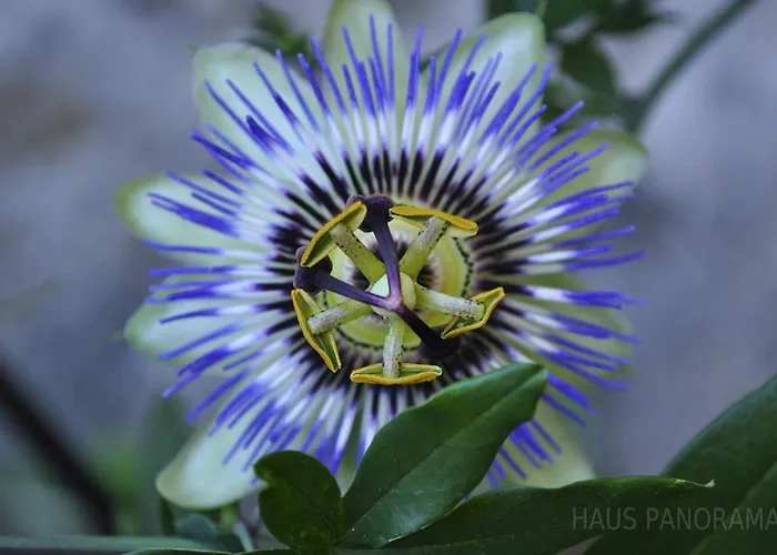 Hotel Haus Panorama Pasawa
