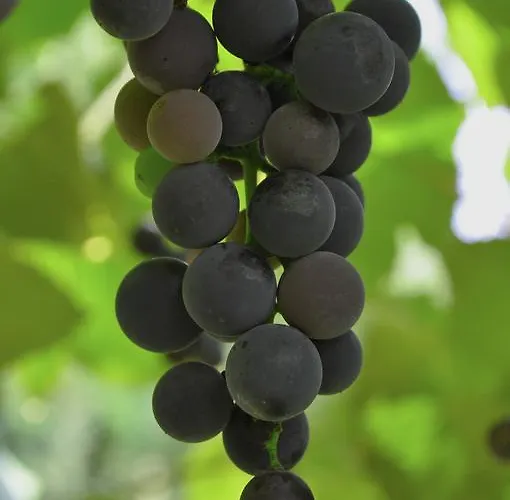 Готель Haus Panorama