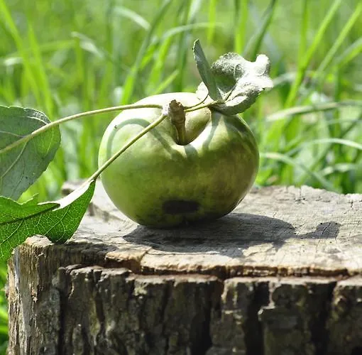 Haus Panorama Готель Пассау